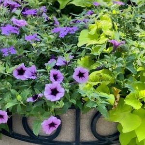 Meet your Posher, Gursev